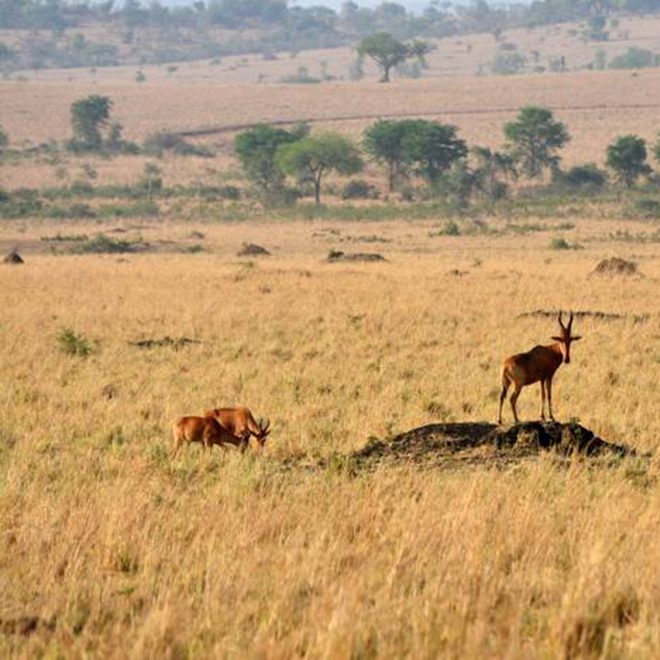 Kidepo Valley National Park