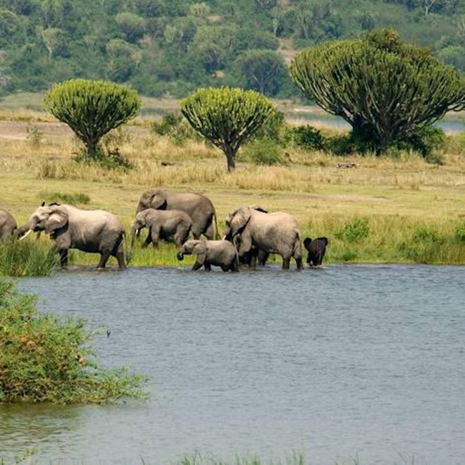 Queen Elizabeth National Park