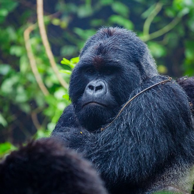gorilla-trekking in uganda