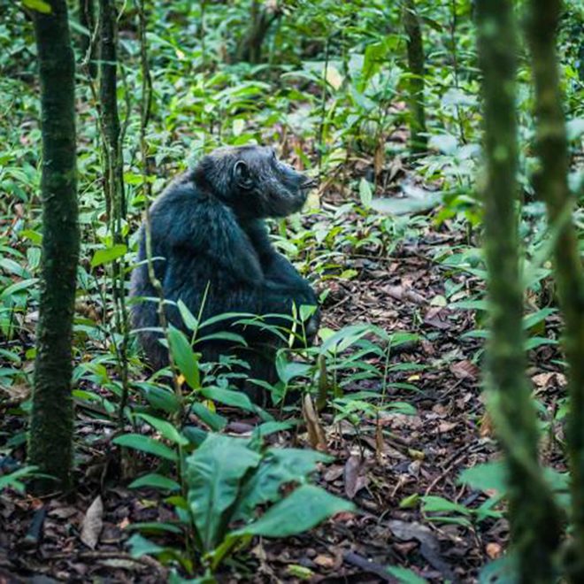 kidepo national park