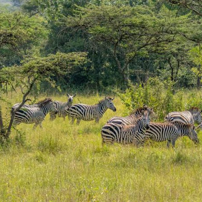 parks in uganda